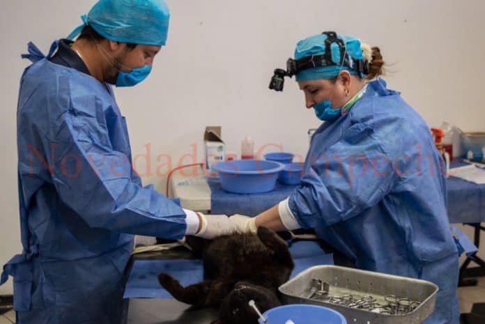 CAMPAÑA DE ESTERILIZACIÓN