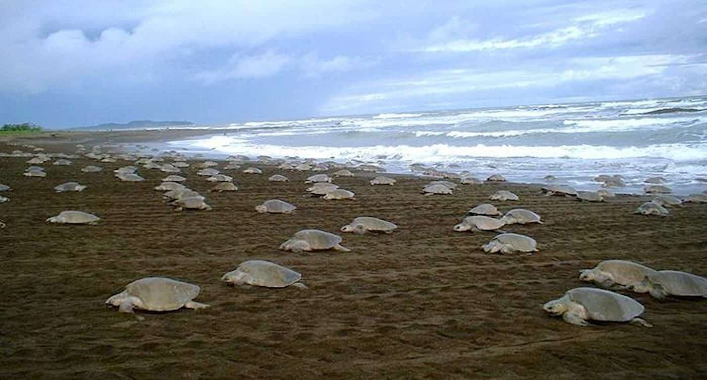 1 Million Turtle Nests Counted on India’s Coast– ‘Crazy High’ Number is 10x More Than Decades Ago