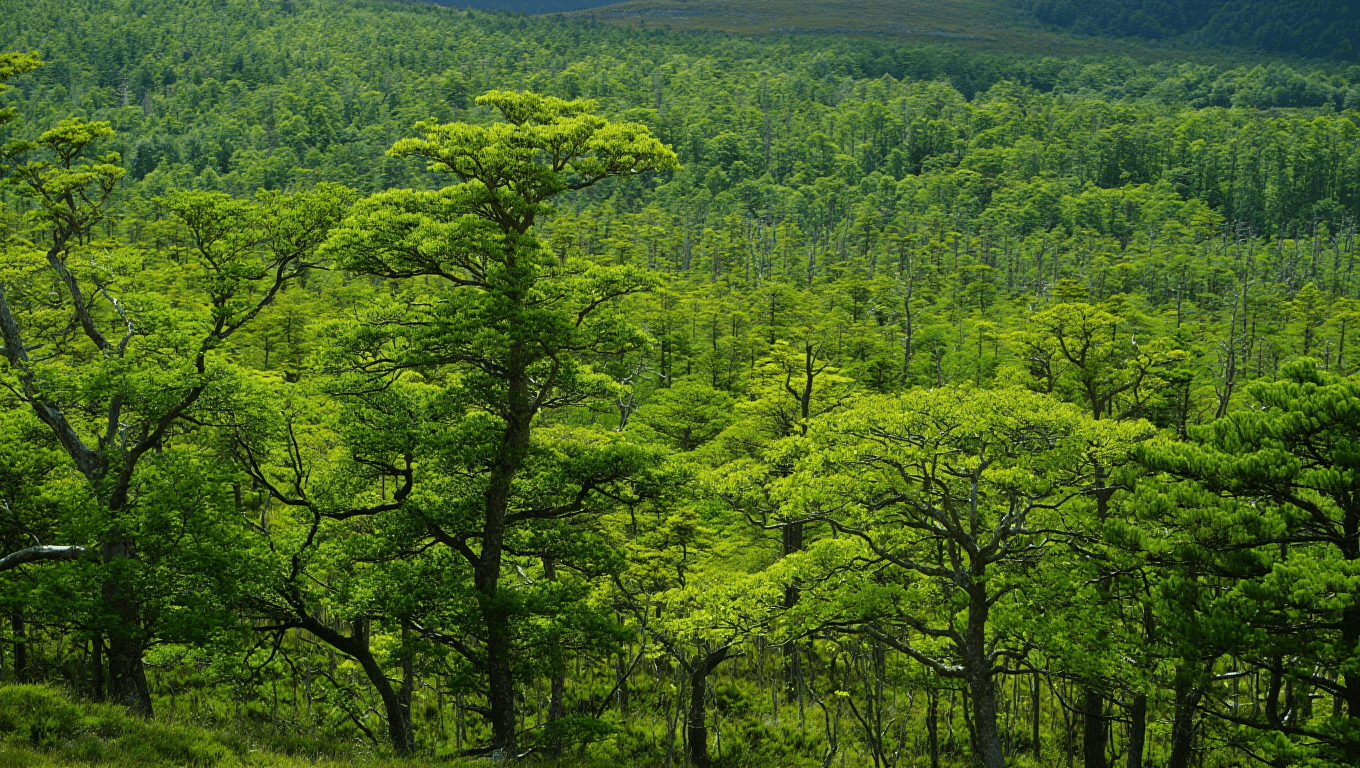 Planting 30,000 Trees Surpasses Goal for Regenerating a Rainforest on the Isle of Man