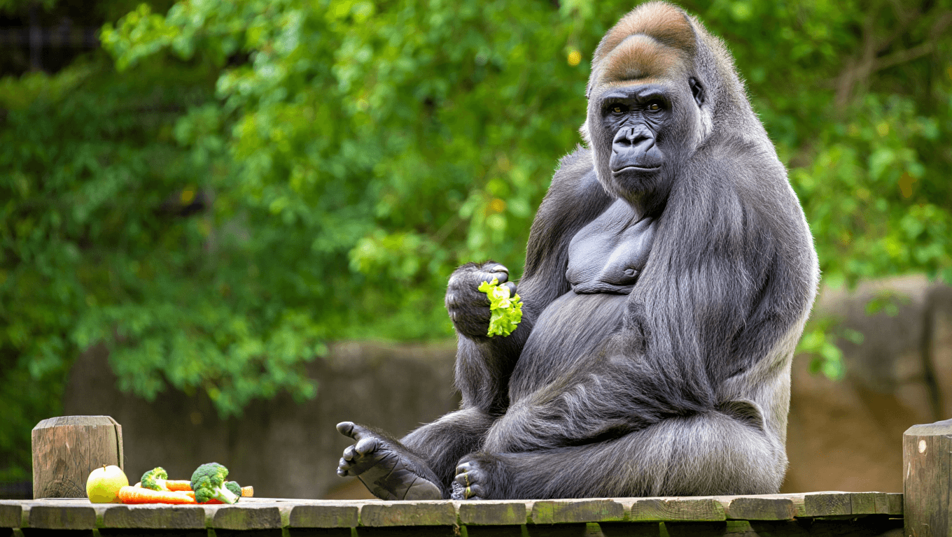 World’s Oldest Gorilla, Known for Her Dignified Manner, Celebrates 69