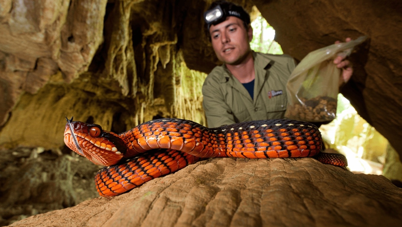 Spectacular New Species Found in Cambodia’s Limestone Caves–Asia’s ‘Little Laboratories’