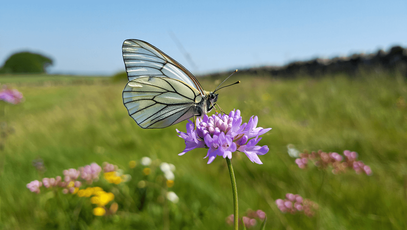 Butterfly That Went Extinct in Britain a Century Ago Set for Return to Famous Rewilded Estate Land