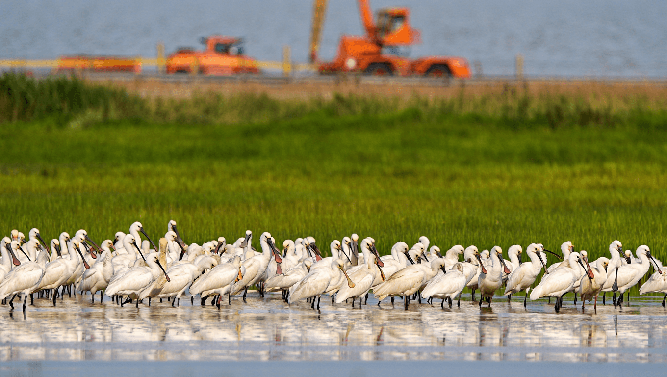 In the Land of Infrastructure Projects, Activists and Nature Lovers Saved Endangered Spoonbill Habitat