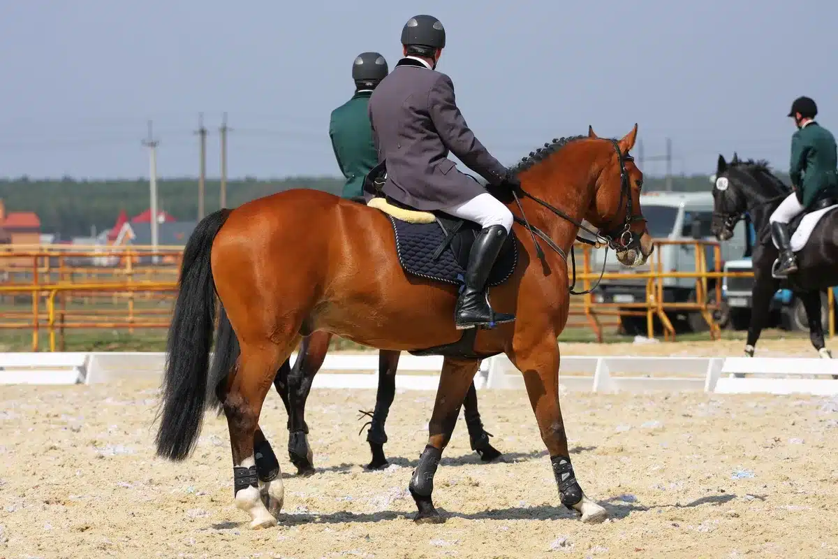 Caballo en pista de doma clásica durante competencia