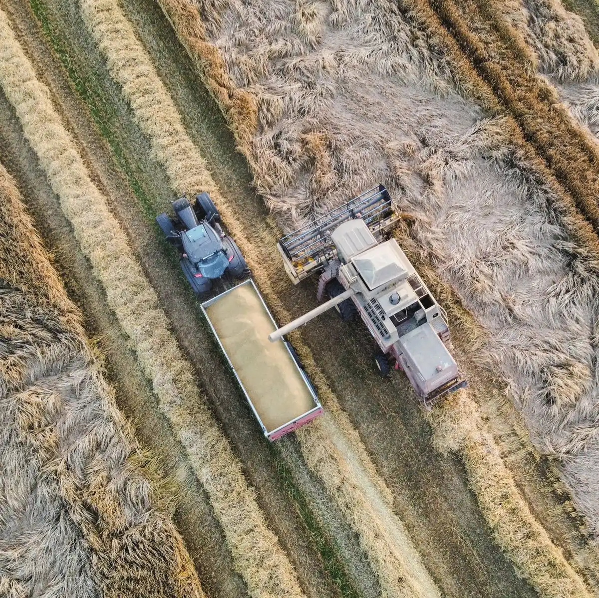 Productos agrícolas en un campo, representando las preocupaciones del sector agropecuario canadiense.