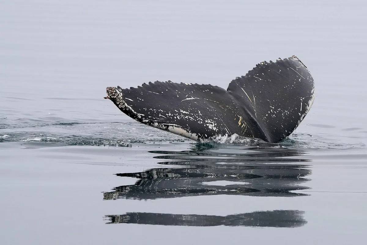 Ballena jorobada emerge en aguas profundas del océano Pacífico