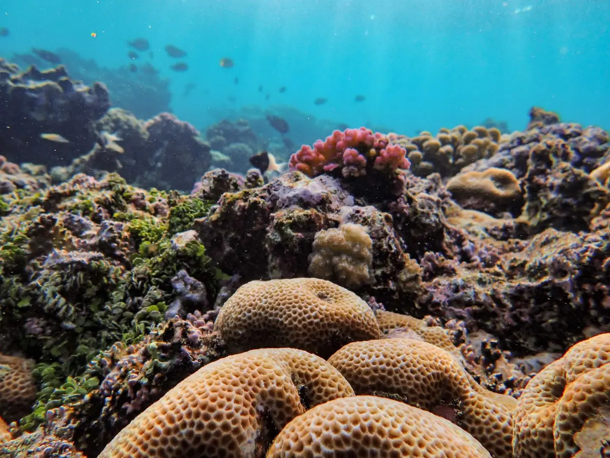 Arrecife rocoso degradado mostrando la pérdida de hábitat marino y daño ambiental