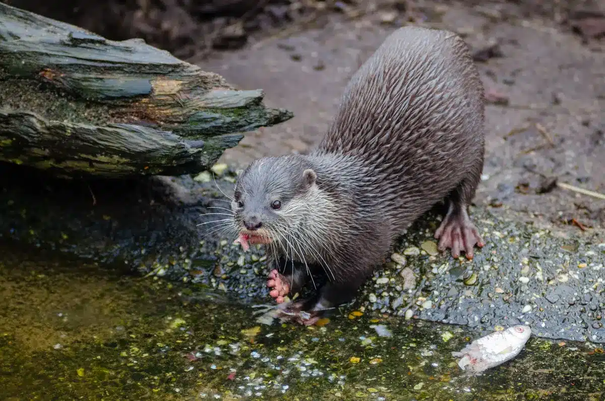 Nutria de río en su hábitat natural con aguas limpias y abundancia de peces
