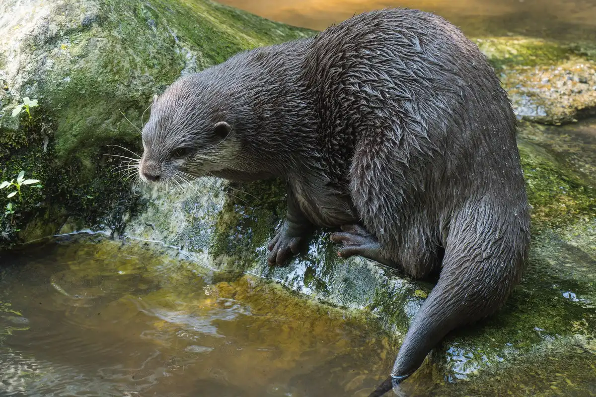 Nutria de río nadando en agua clara junto a márgenes restaurados
