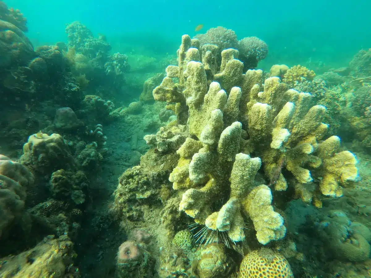 Arrecife de coral y peces en un área marina protegida del Mediterráneo