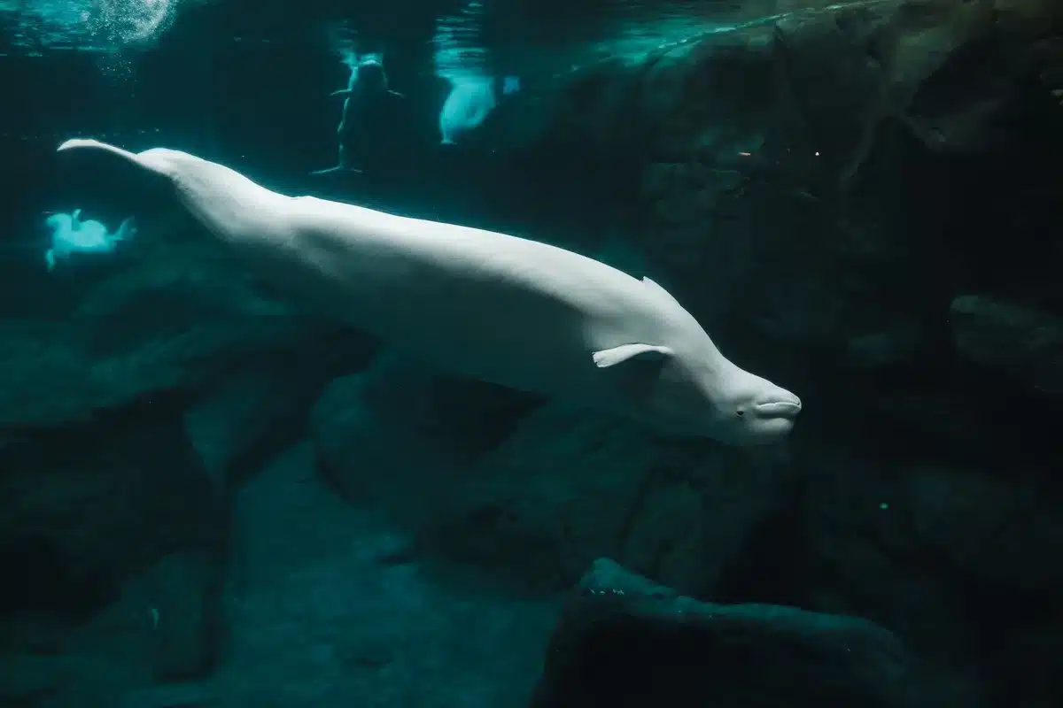 Personal veterinario examinando y monitoreando a una beluga en recinto de cuarentena