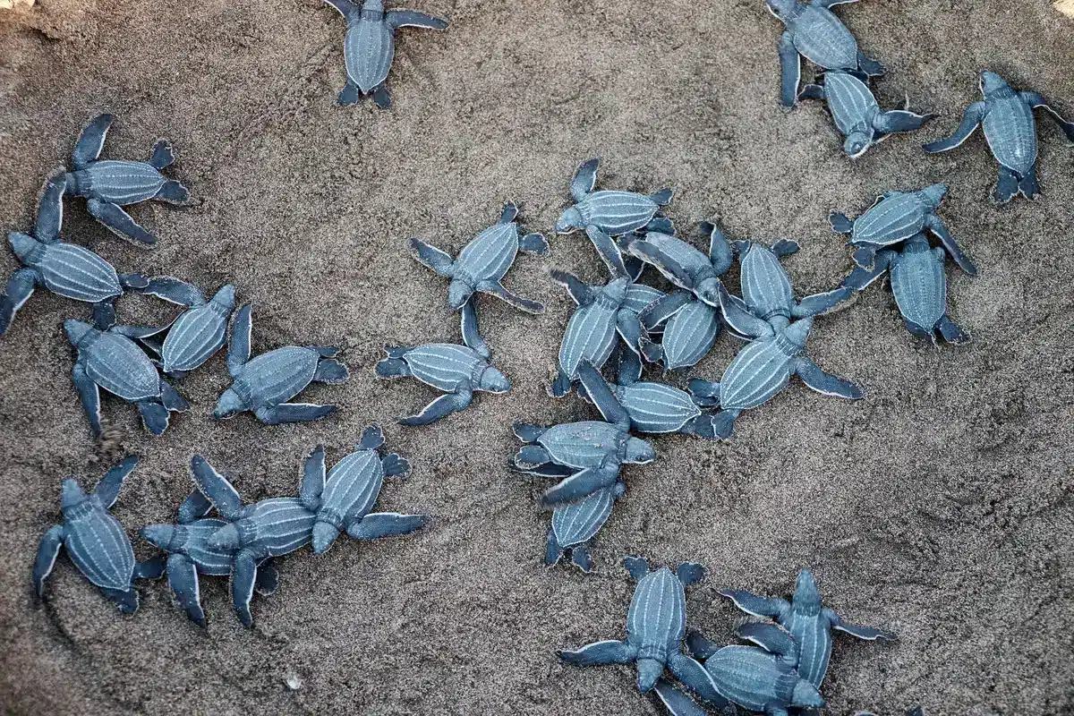 Nido de tortuga marina protegido en la playa con barrera de arena