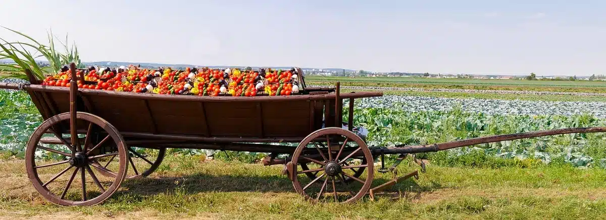 Campo de tomates en cosecha con plantas cargadas de frutos rojos.