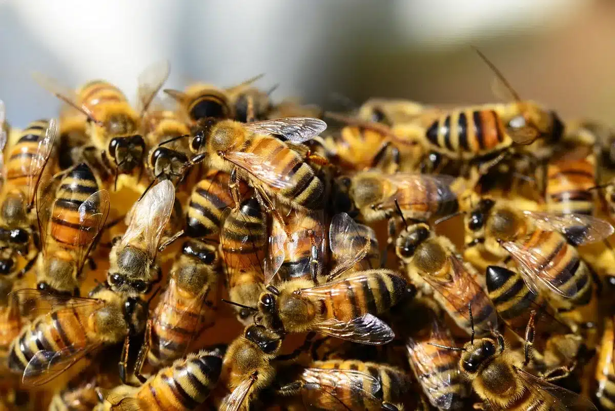 Stacked crates of harvested honey in a traditional beekeeping warehouse, with golden jars and equipment arranged on wooden shelves, sunlight filtering through dusty air.