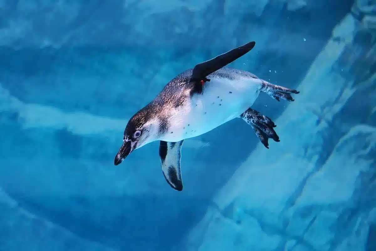 Investigador alimentando pingüinos en cautiverio como parte de conservación