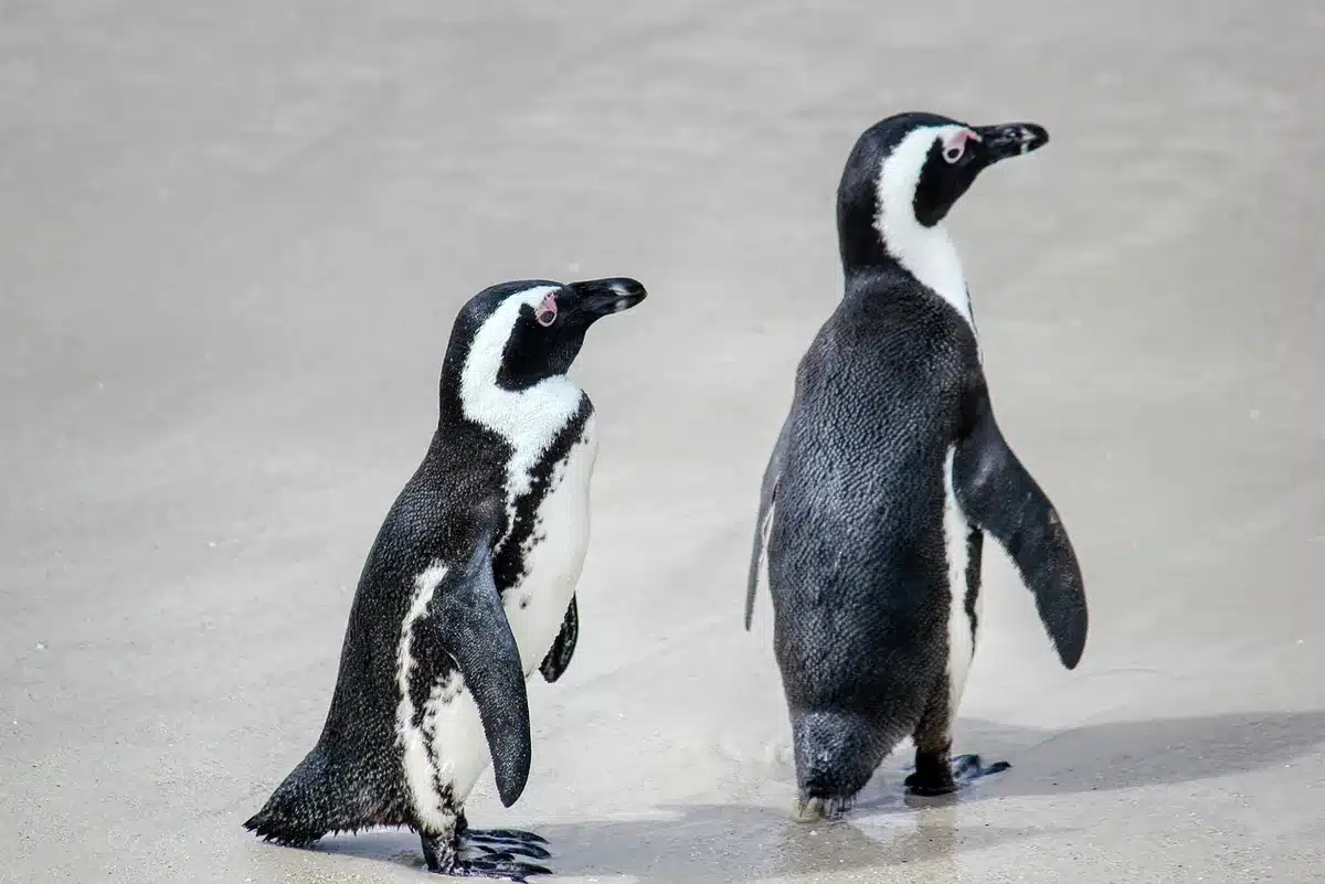 Cuidador anónimo junto a nido con crías de pingüino en exhibición del acuario
