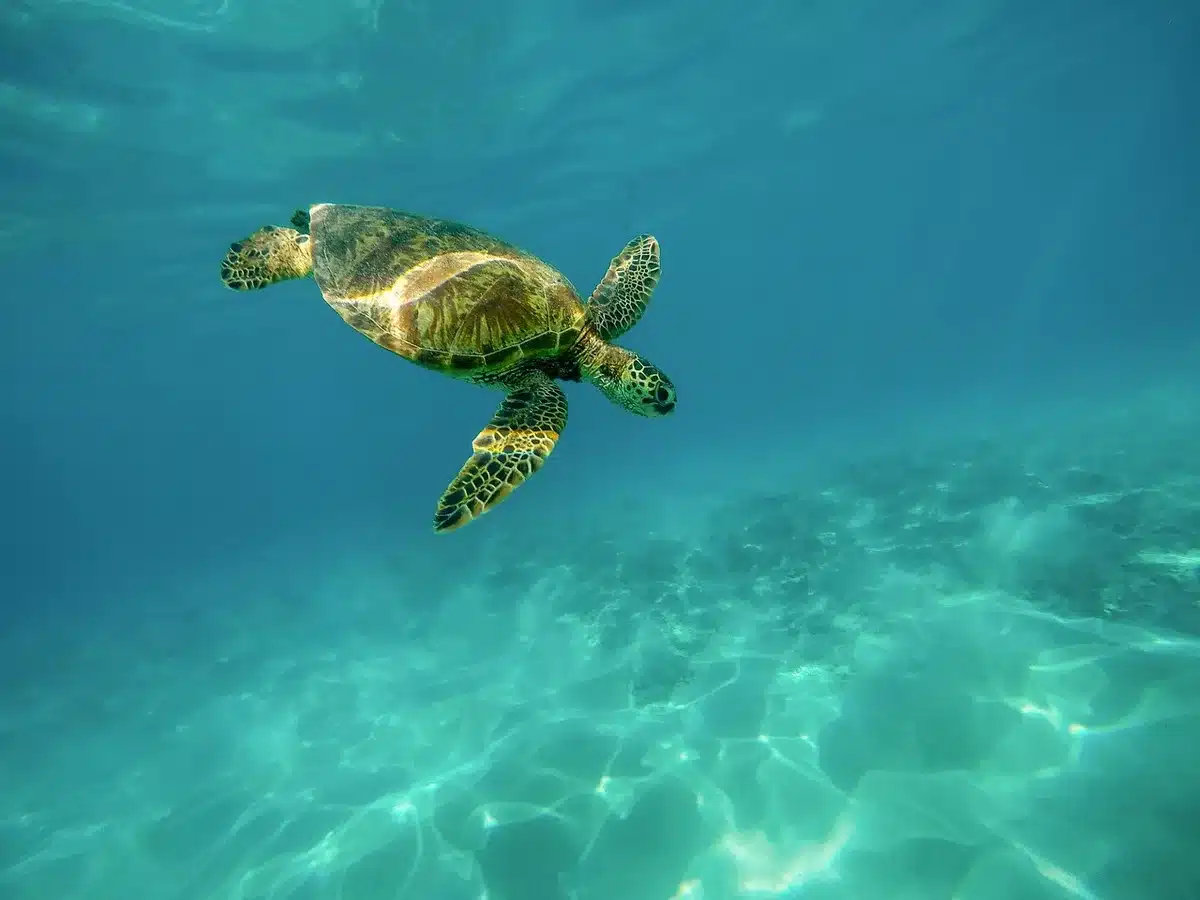 Tortuga marina nadando en aguas claras del océano hacia la luz
