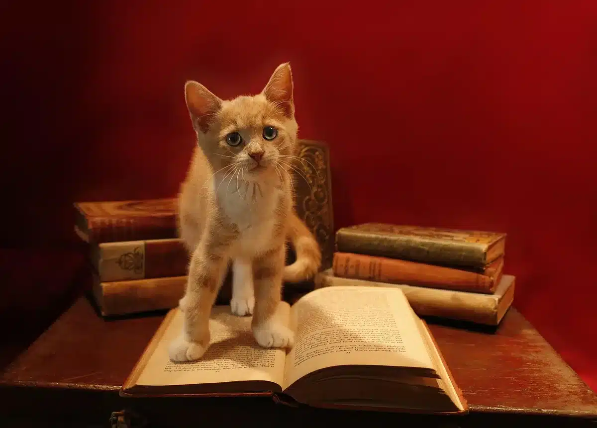 An unbranded hardcover guide on a simple shelf, white and gold cover edges visible, no titles or logos