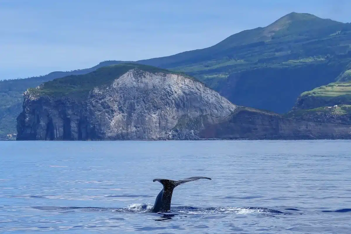 Ballena jorobada alimentándose cerca de la costa en aguas tropicales