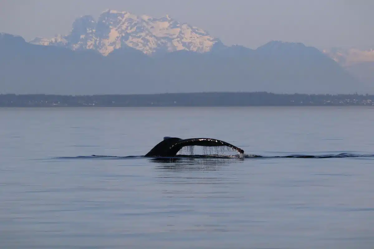 Siluetas de ballenas cerca de la costa y redes de pesca en primer plano