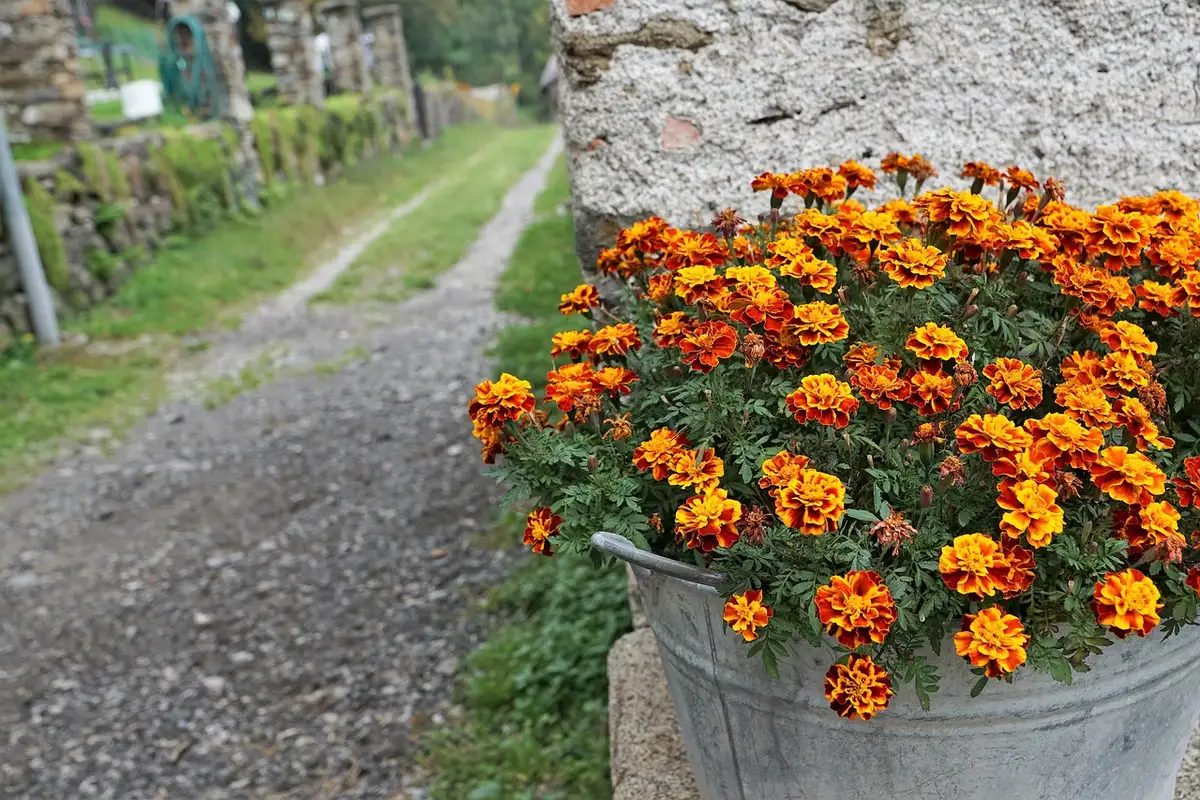 Close-up of a lone pathway lined with marigold petals and small lanterns, no people visible, gently lit evening atmosphere