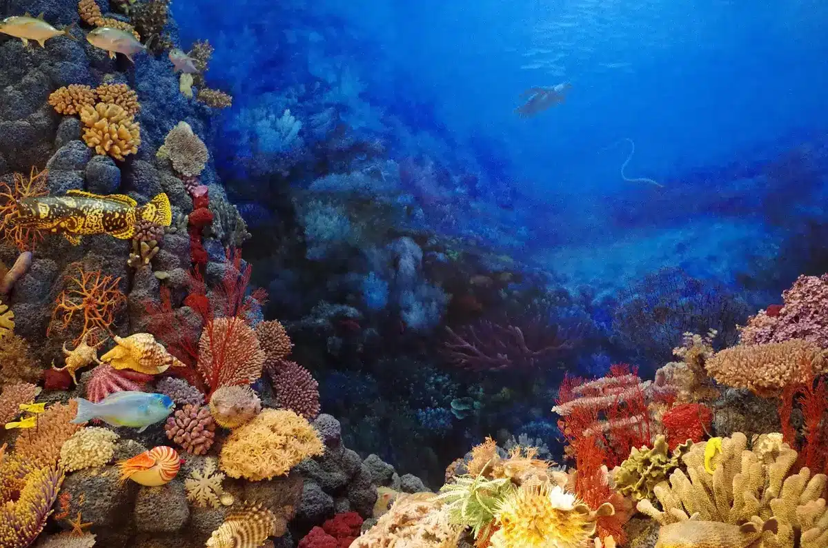 Comparación de coral con pérdida parcial de color y recuperación bajo sombra