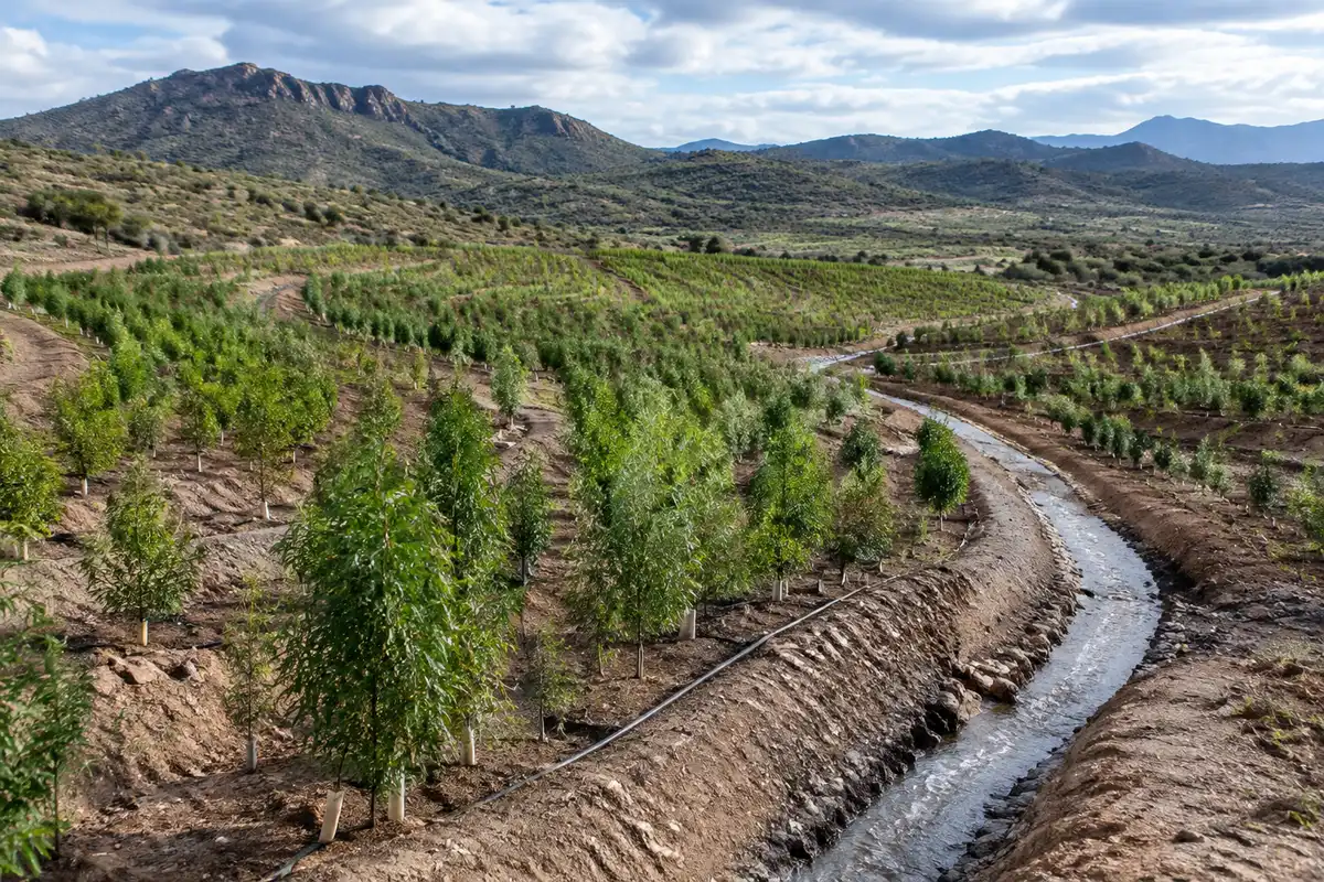 Heineken intensifica uso de IA para reducir agua en su cerveza en México