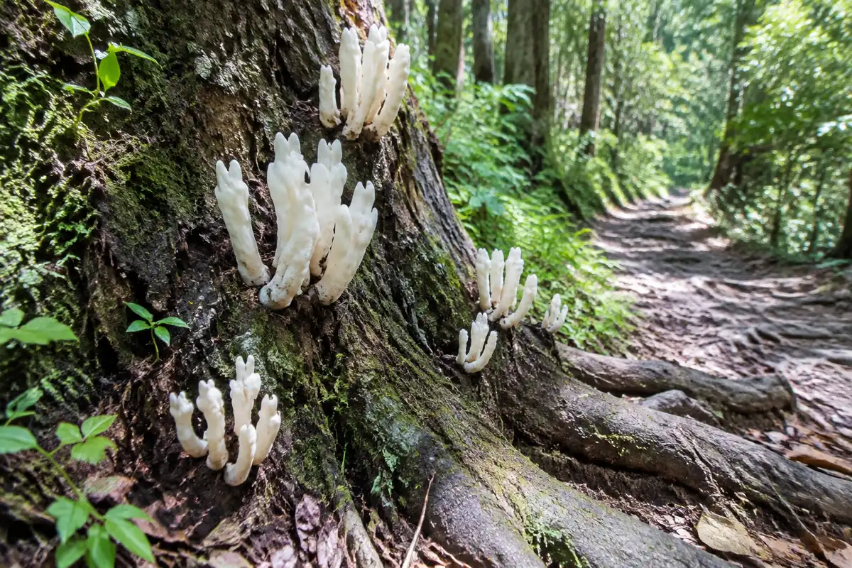 Hongo colosal hallado en bosques chinos sorprende a científicos: data de 65 millones de años