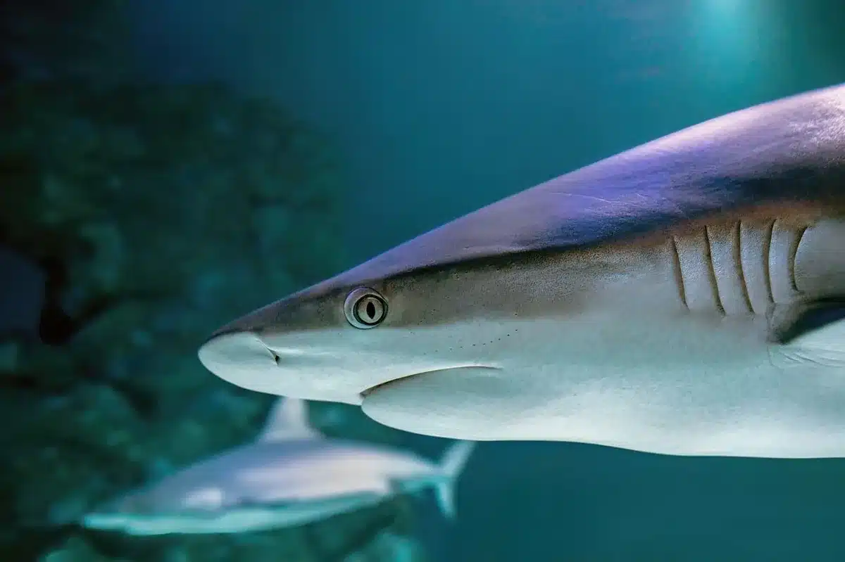 Varias langostas de colores atípicos en exhibición del acuario