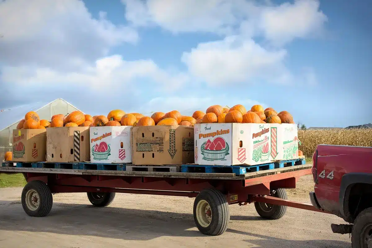 Crates of avocados stacked in a generic packing shed, workers' hands loading boxes, no logos visible
