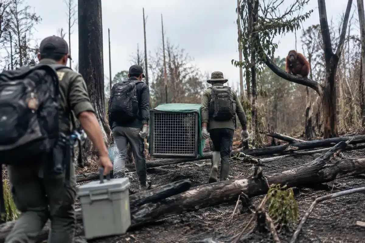Orangutanes rescatados tras incendios en Borneo: 53 reubicados a reservas forestales