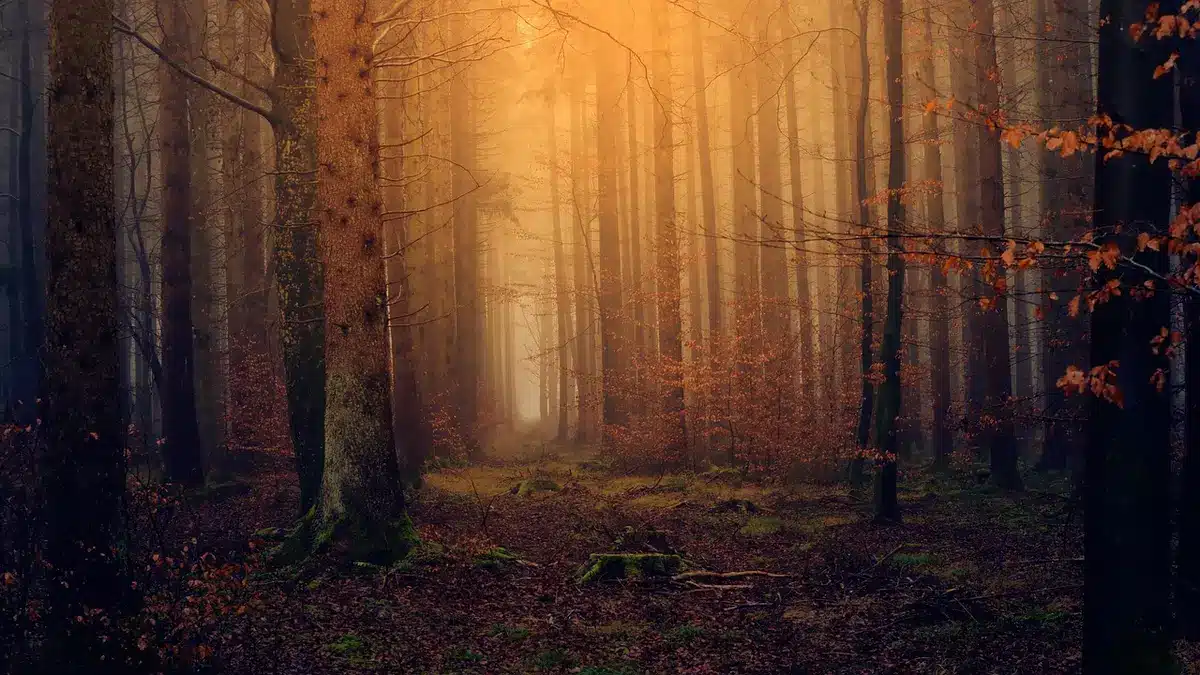 Restos de cimientos romanos bajo hojarasca en un bosque
